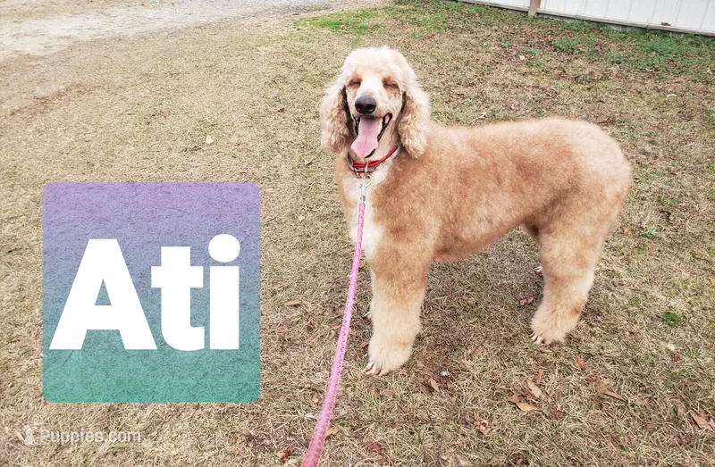 ATI – Poodle - Standard  puppy for sale in Blythe, GA