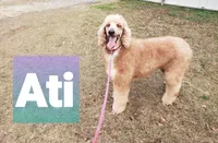 ATI, a female Poodle - Standard  for sale in Blythe, GA – 1 of 1