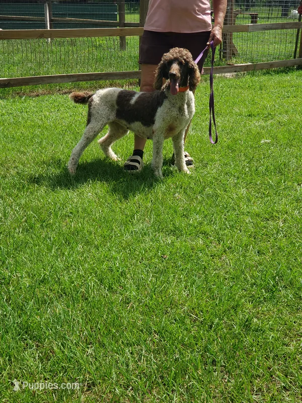 Gypsy Rose – Poodle - Standard  puppy for sale in Blythe, GA