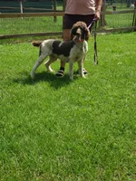 Gypsy Rose, a female Poodle - Standard  for sale in Blythe, GA – 1 of 1