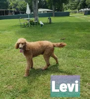 PRINCE LEVI TUCKER, a male Poodle - Standard  for sale in Blythe, GA – 2 of 2
