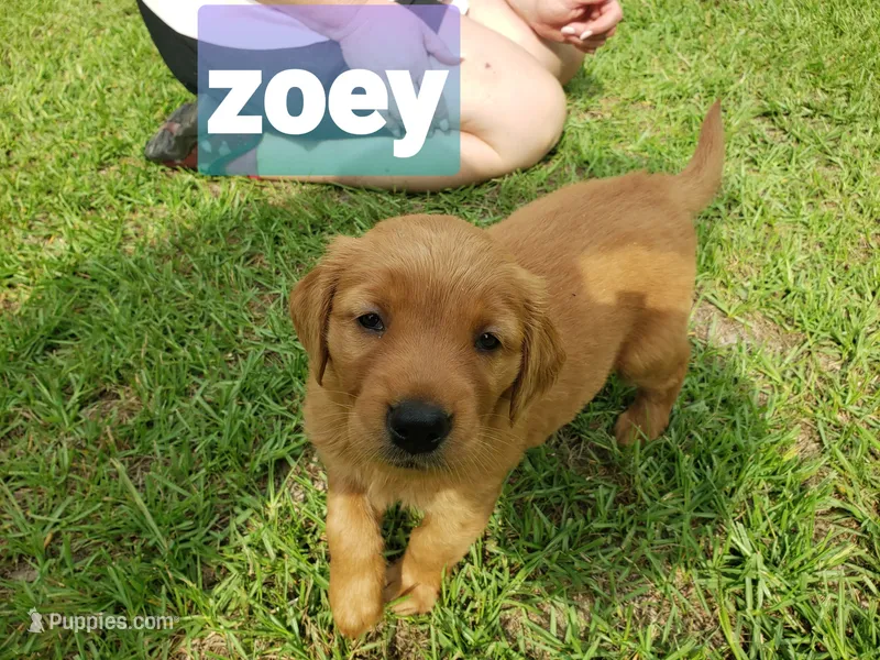ZOEY – Golden Retriever puppy for sale in Blythe, GA