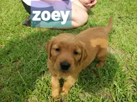 ZOEY, a female Golden Retriever for sale in Blythe, GA – 1 of 2
