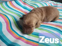 ZEUS, a male Golden Retriever for sale in Blythe, GA – 3 of 3