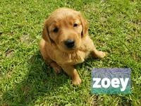 ZOEY, a female Golden Retriever for sale in Blythe, GA – 2 of 2