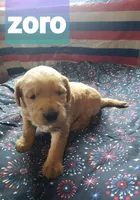 ZODY, a female Golden Retriever for sale in Blythe, GA – 3 of 4