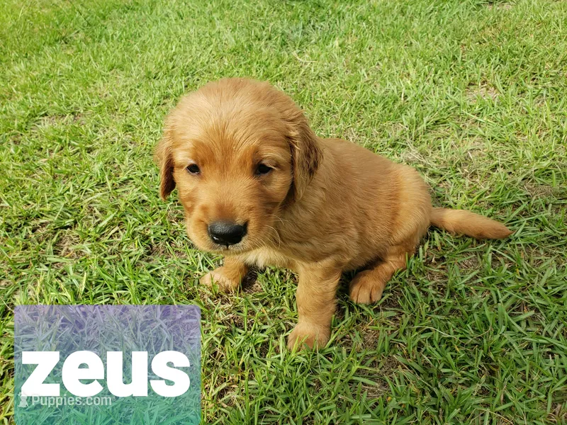 ZEUS – Golden Retriever puppy for sale in Blythe, GA