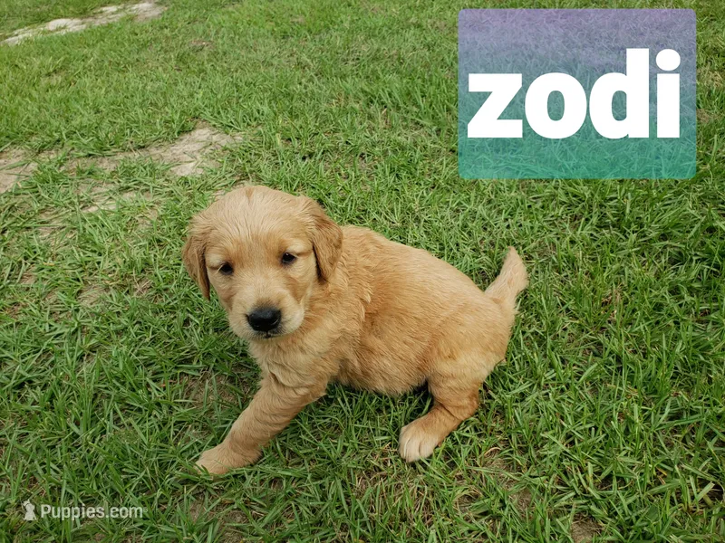 ZODY – Golden Retriever puppy for sale in Blythe, GA