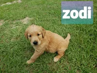 ZODY, a female Golden Retriever for sale in Blythe, GA – 1 of 4
