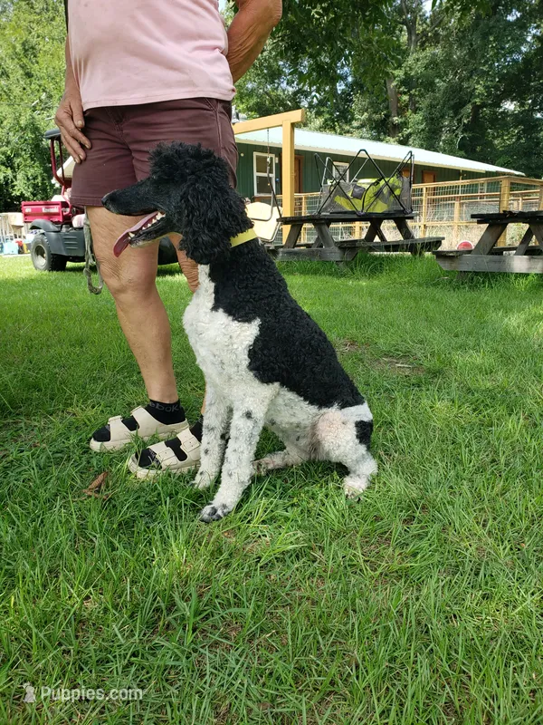 Chevy – Poodle - Standard  puppy on hold in Blythe, GA