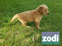 ZODY, a female Golden Retriever for sale in Blythe, GA – 2 of 4