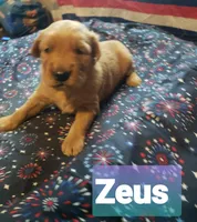 ZEUS, a male Golden Retriever for sale in Blythe, GA – 2 of 3