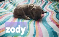 ZODY, a female Golden Retriever for sale in Blythe, GA – 4 of 4