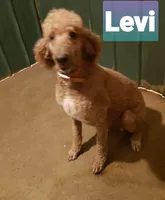 PRINCE LEVI TUCKER, a male Poodle - Standard  for sale in Blythe, GA – 1 of 1