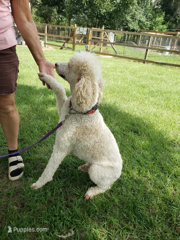 NIKO – Poodle - Standard  puppy for sale in Blythe, GA