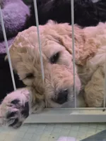 Buster, a male Poodle - Standard  for sale in Jacksonville, FL – 1 of 1