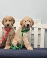 Butch, a male Poodle - Standard  for sale in Jacksonville, FL – 3 of 3