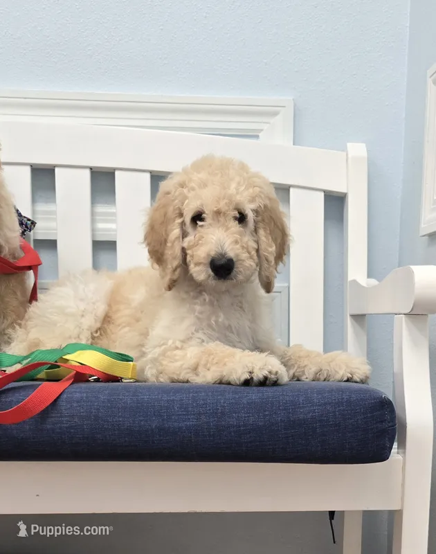 Carl – Poodle - Standard  puppy for sale in Jacksonville, FL