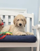 Carl, a male Poodle - Standard  for sale in Jacksonville, FL – 1 of 4