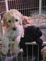 Max, a male Border Collie and Poodle - Standard  for sale in Jacksonville, FL – 2 of 3