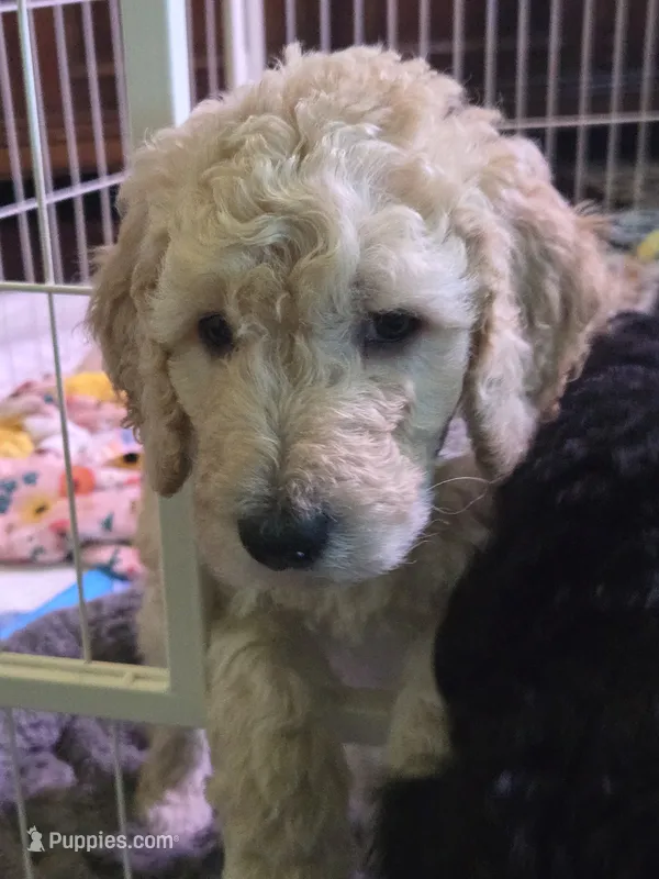 Butch – Poodle - Standard  puppy for sale in Jacksonville, FL