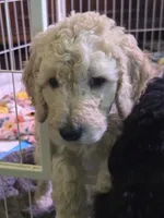 Butch, a male Poodle - Standard  for sale in Jacksonville, FL – 1 of 1