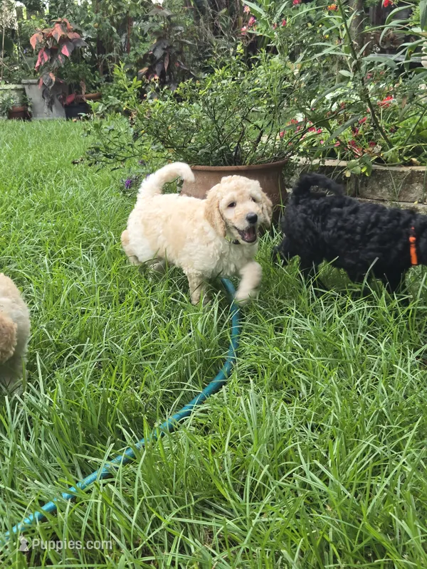 Max – Border Collie, Poodle - Standard  puppy for sale in Jacksonville, FL