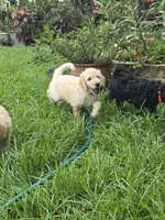 Max, a male Border Collie and Poodle - Standard  for sale in Jacksonville, FL – 3 of 3