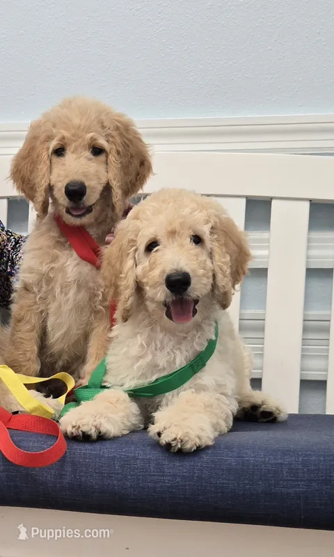 Butch – Poodle - Standard  puppy for sale in Jacksonville, FL