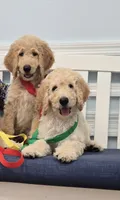 Butch, a male Poodle - Standard  for sale in Jacksonville, FL – 1 of 3