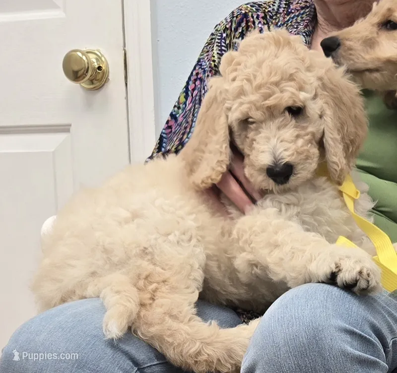 Buster – Poodle - Standard  puppy for sale in Jacksonville, FL