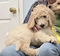 Buster, a male Poodle - Standard  for sale in Jacksonville, FL – 1 of 2