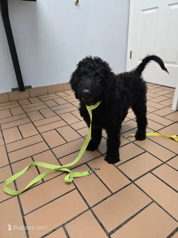 Jessie – Poodle - Standard  puppy for sale in Jacksonville, FL