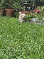 Carl, a male Poodle - Standard  for sale in Jacksonville, FL – 3 of 4