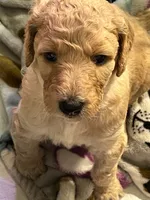 Carl, a male Poodle - Standard  for sale in Jacksonville, FL – 1 of 1