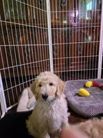 Carl, a male Poodle - Standard  for sale in Jacksonville, FL – 2 of 4