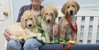 Max, a male Border Collie and Poodle - Standard  for sale in Jacksonville, FL – 2 of 4