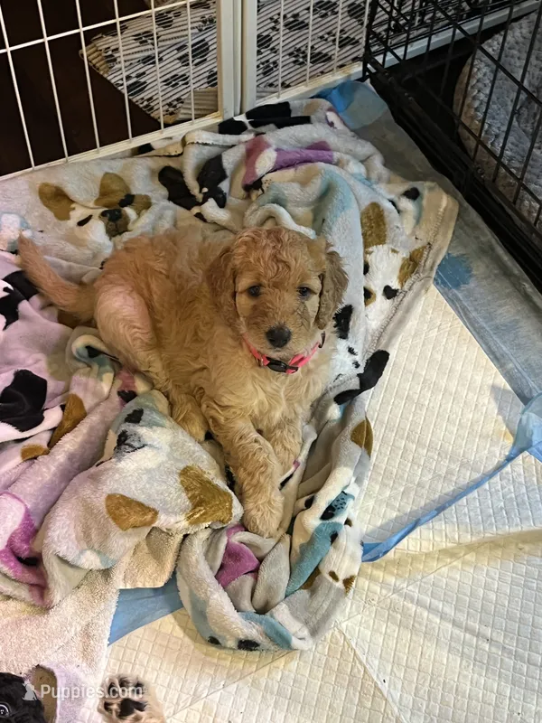 Joy – Poodle - Standard  puppy for sale in Jacksonville, FL