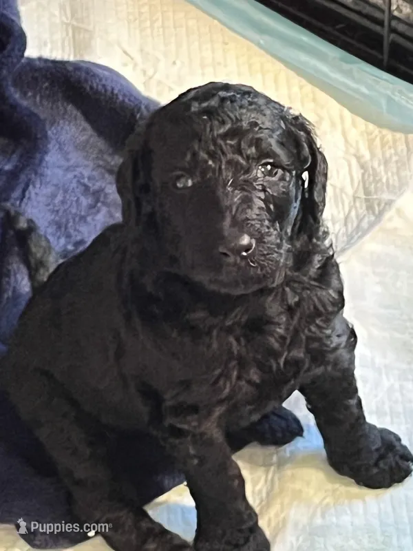 Kevin – Poodle - Standard  puppy for sale in Jacksonville, FL