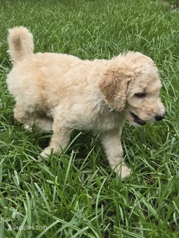 Max – Border Collie, Poodle - Standard  puppy for sale in Jacksonville, FL