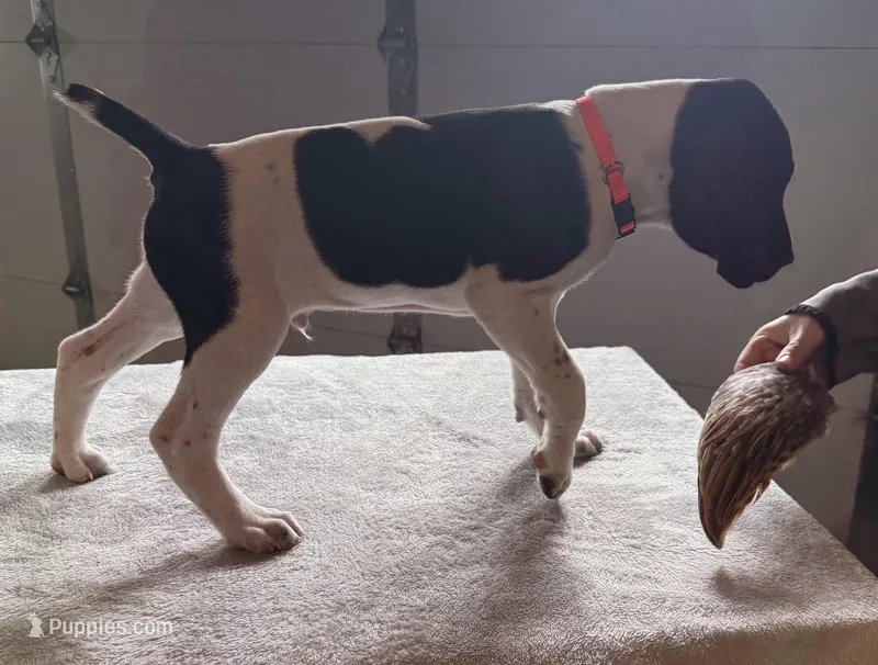 Frank  – German Shorthaired Pointer puppy for sale in Yates Center, KS