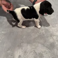 Frank , a male German Shorthaired Pointer for sale in Yates Center, KS – Photo 3 of 3