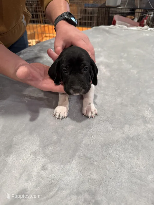 Frank  – German Shorthaired Pointer puppy for sale in Yates Center, KS
