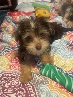 Teddy bear boy , a male Yorkshire Terrier for sale in Skipwith, VA – 4 of 10