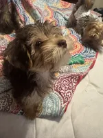 Teddy bear boy , a male Yorkshire Terrier for sale in Skipwith, VA – 9 of 10