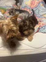 Teddy bear boy , a male Yorkshire Terrier for sale in Skipwith, VA – 5 of 10