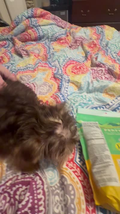 Teddy bear boy , a male Yorkshire Terrier for sale in Skipwith, VA – 10 of 10