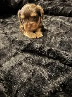 Baby Boy#2, a male Yorkshire Terrier for sale in Skipwith, VA – Photo 1 of 4