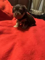 Baby Boy#2, a male Yorkshire Terrier for sale in Skipwith, VA – Photo 4 of 4