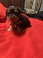 Baby Boy#2, a male Yorkshire Terrier for sale in Skipwith, VA – Photo 3 of 4